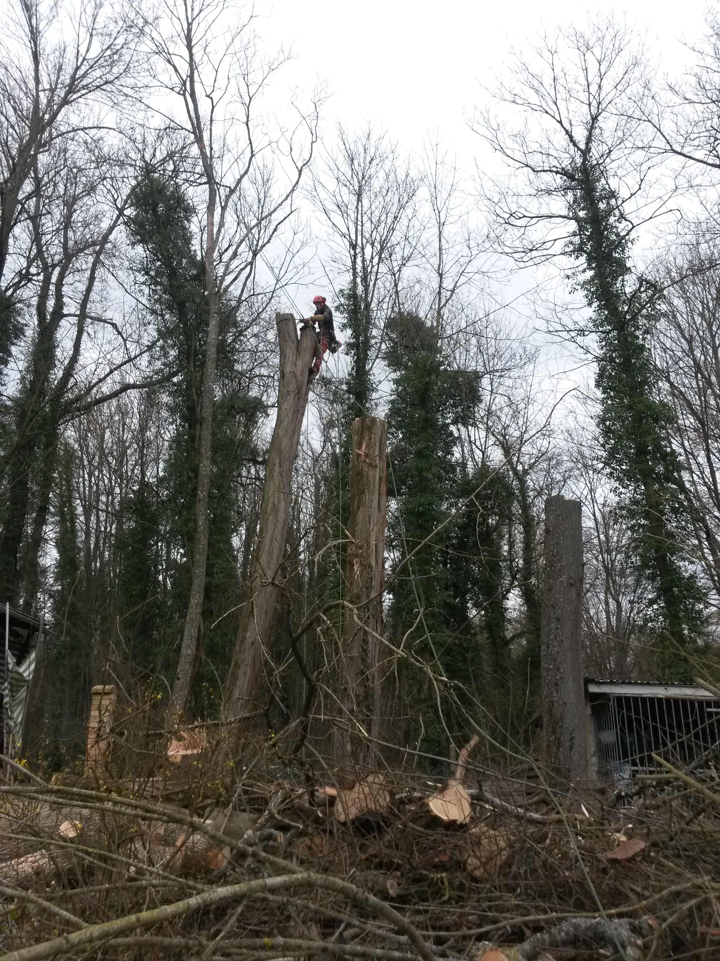 elagage abattage La Ferté sous Jouarre 77260